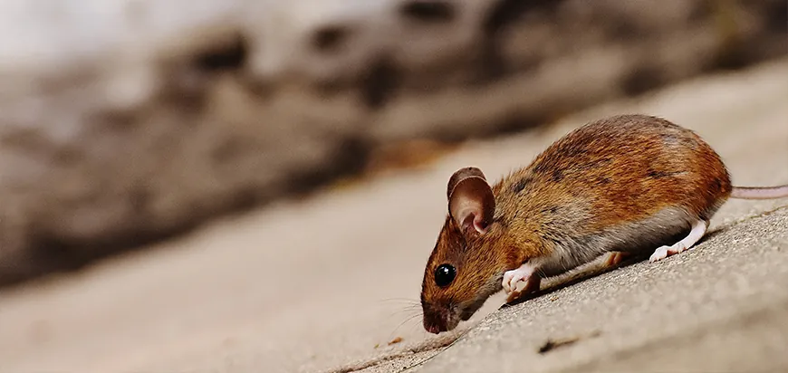 Rodent beside a building foundation - the kind of entry point we seal on Cambridge properties